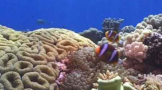 coral-reefs