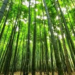 BAMBOO FARMING