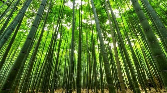 BAMBOO FARMING