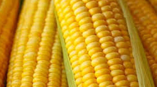 YELLOW CORN