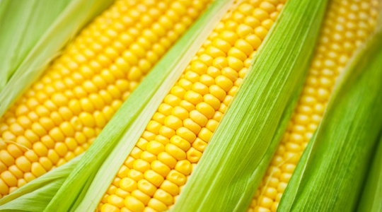 YELLOW CORN