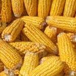 CORN