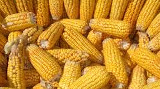 CORN