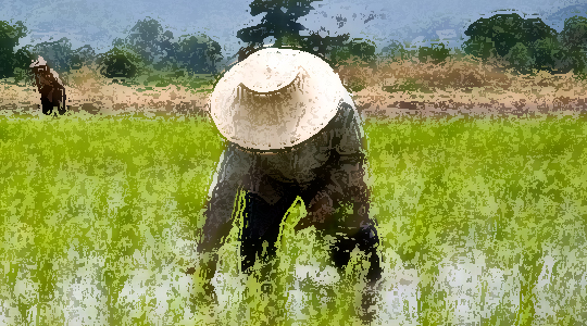 RICE FARMERS