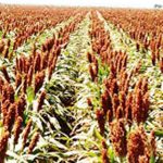 SORGHUM