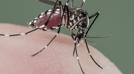 dengue