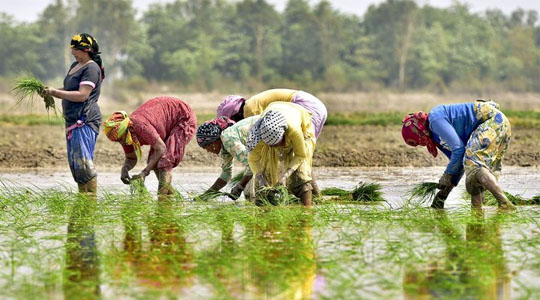 farmers