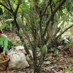 PUENTESPINA FARMS