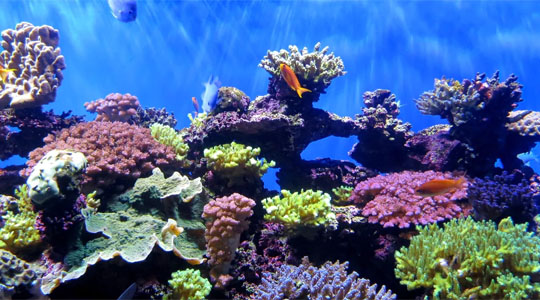 coral reefs