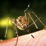 JAPANESE ENCEPHALITIS