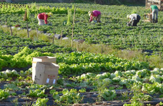 benguet farmers