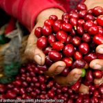 COFFEE FARMER