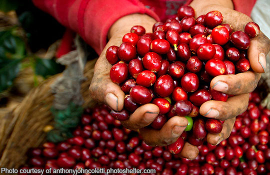 COFFEE FARMER