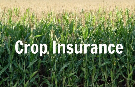 CROP INSURANCE-2