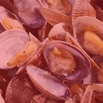 SHELLFISH POISON