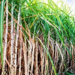 SUGARCANE-1