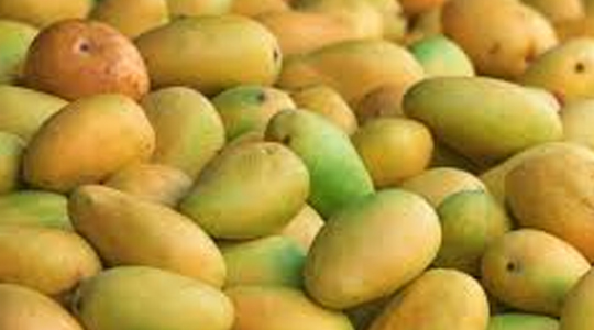 Mango