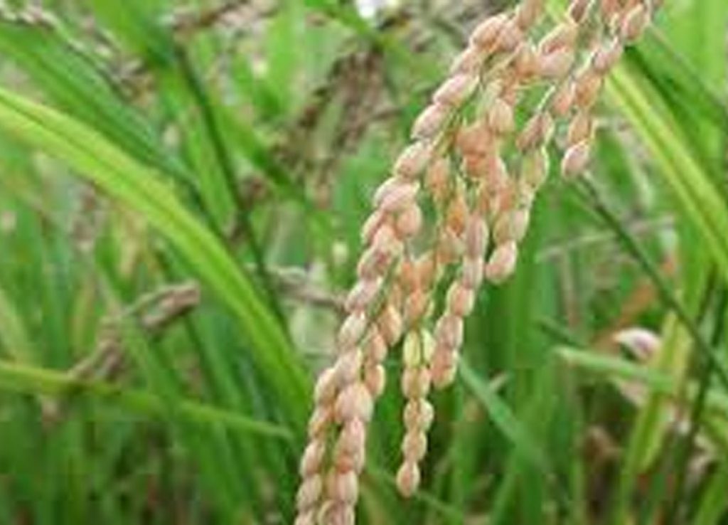 PALAY-6