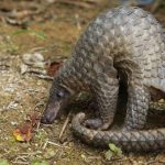 PANGOLINS