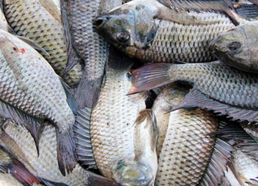 TILAPIA-2