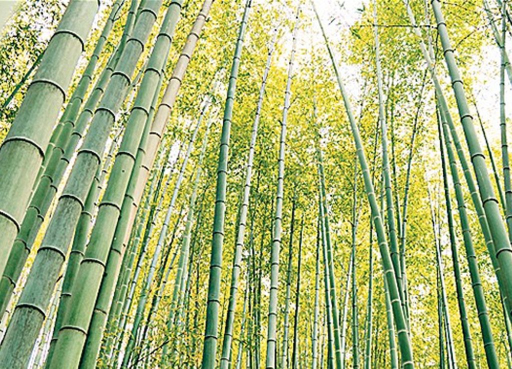 BAMBOO PRODUCTION