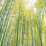 BAMBOO PRODUCTION