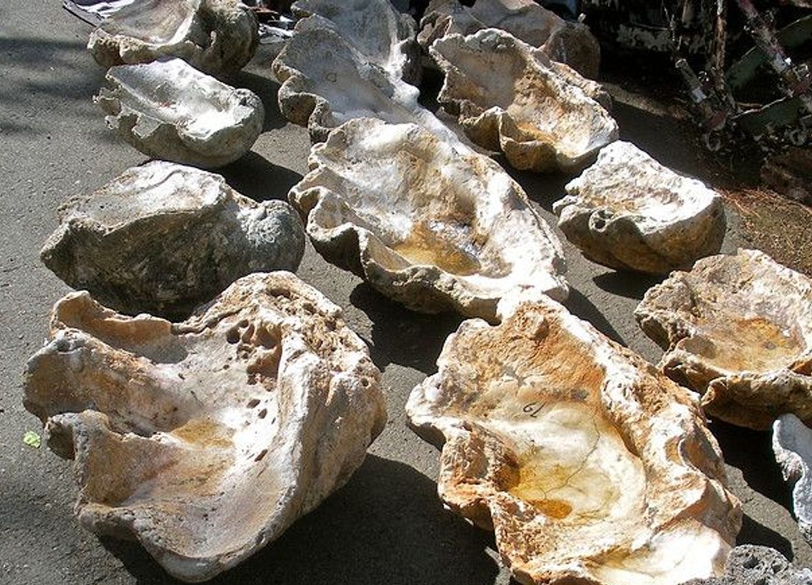 FOSSILIZED GIANT CLAMS