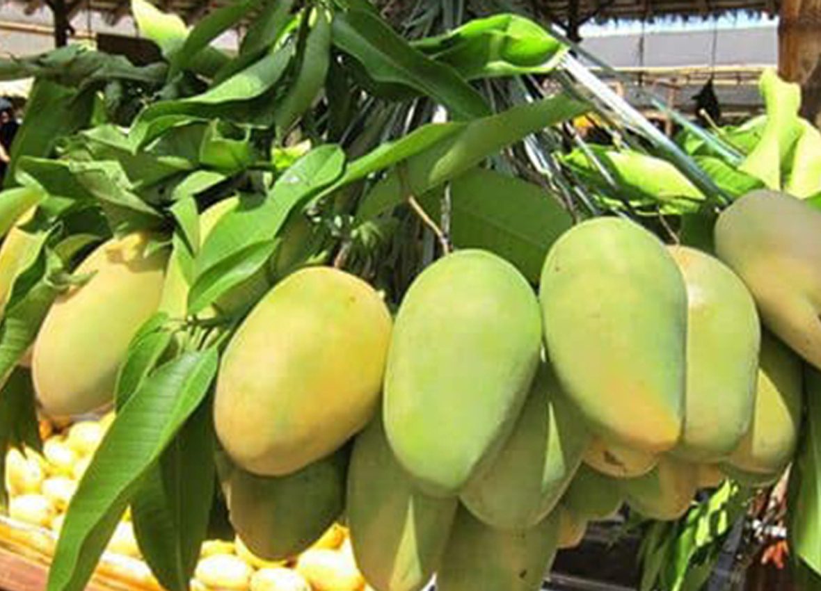 ILOCOS MANGO GROWERS