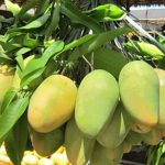 ILOCOS MANGO GROWERS