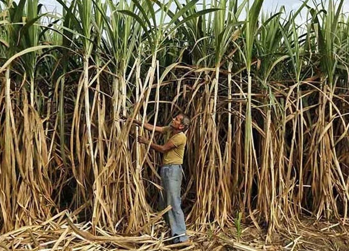 SUGAR FARMERS