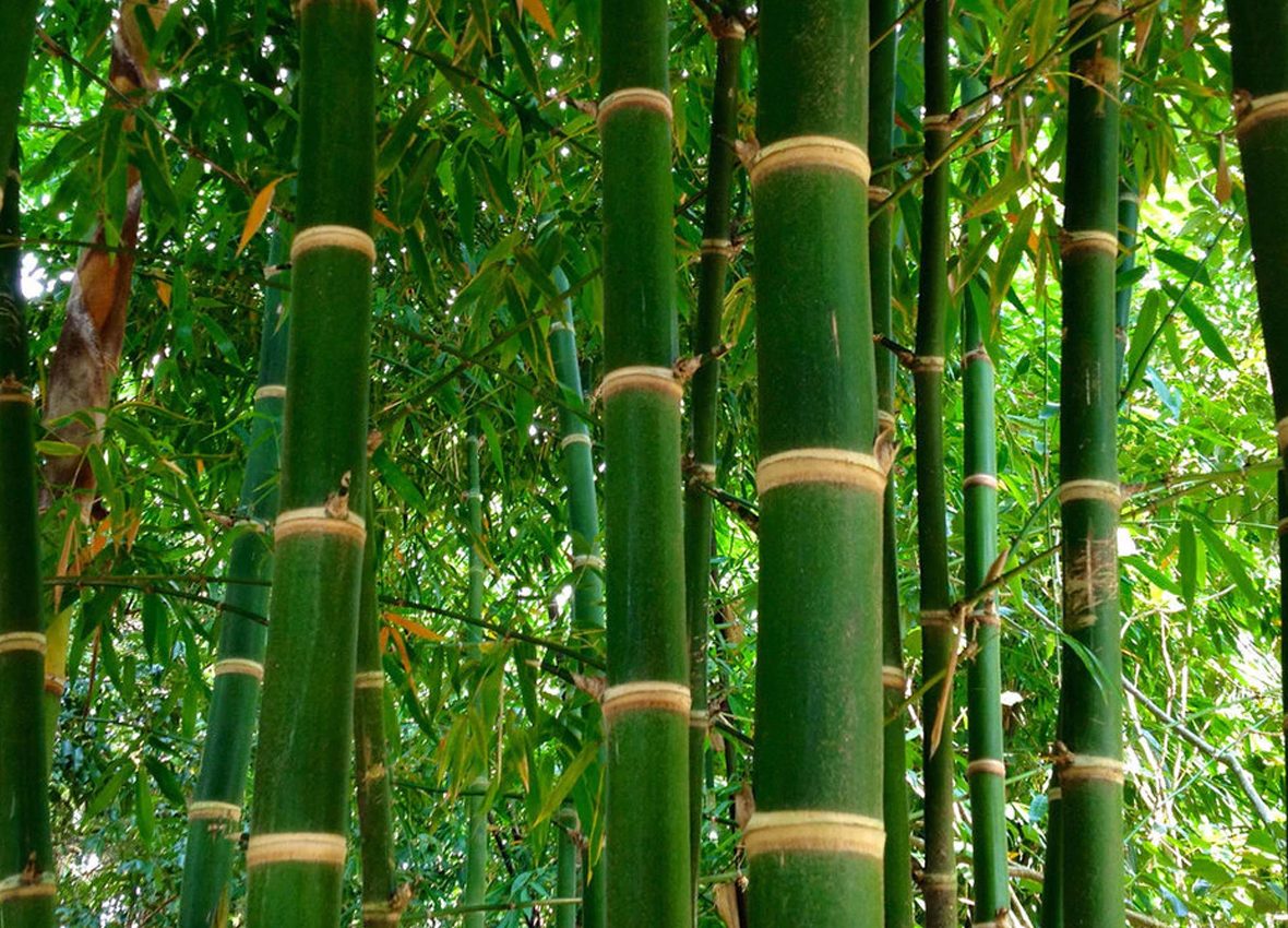 Bamboo