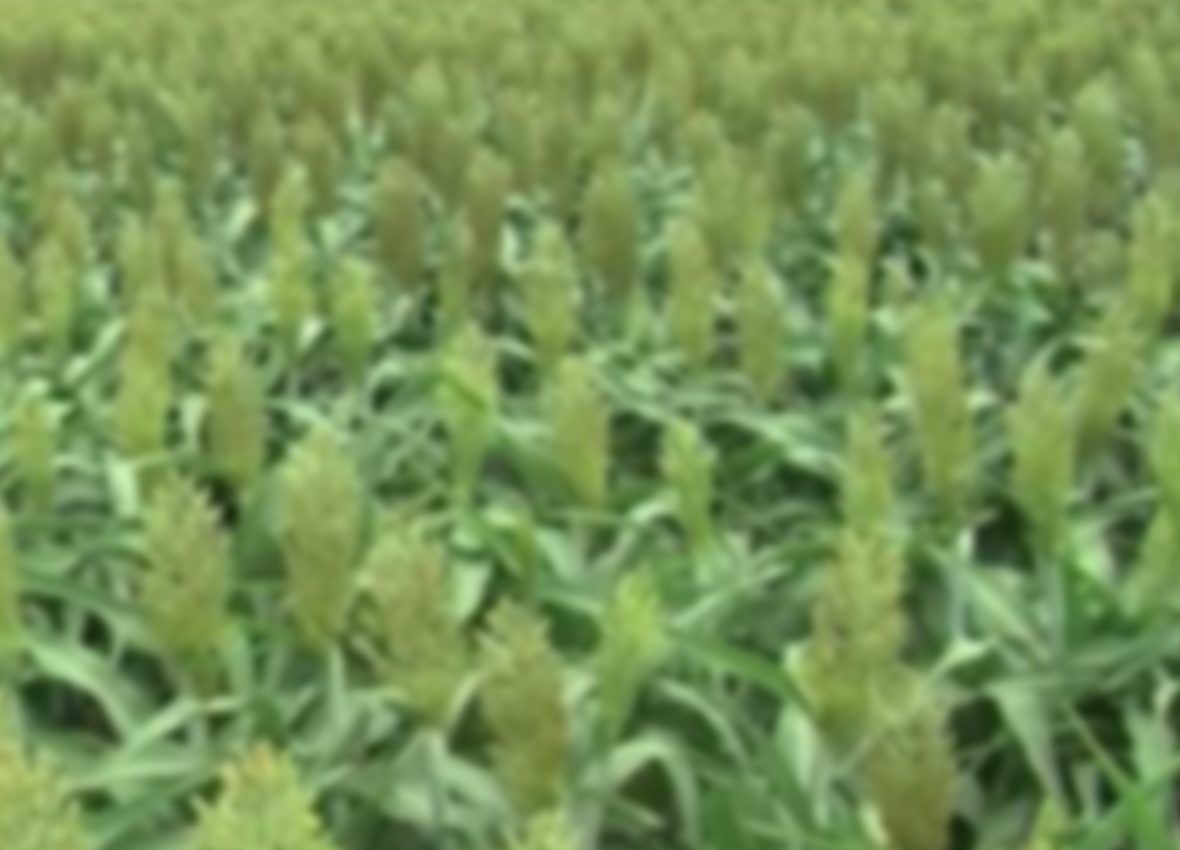 SORGHUM FARMING