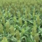 SORGHUM FARMING