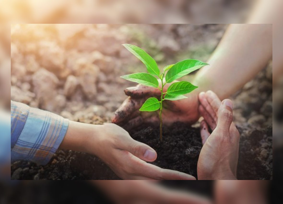 Tree Planting