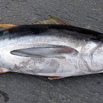 Tuna