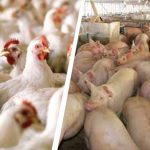 POULTRY-HOG FARMS