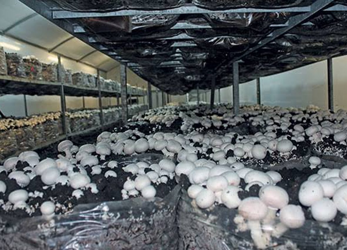 MUSHROOM PRODUCTION