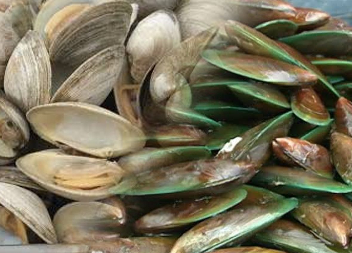 SHELLFISH-2