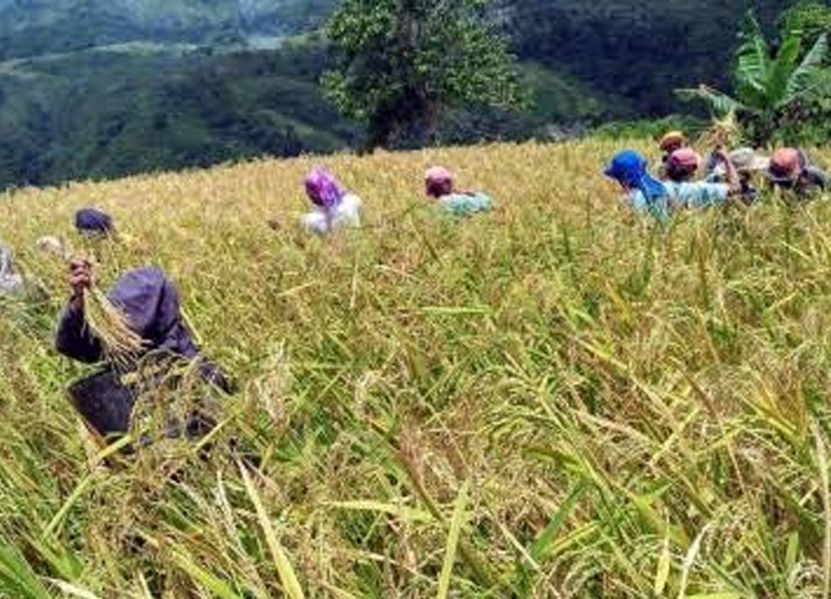 UPLAND FARMING PROJECT