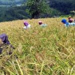 UPLAND FARMING PROJECT