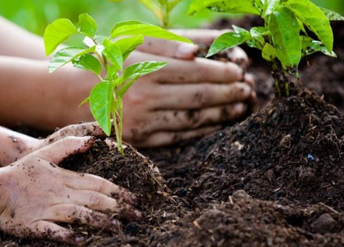 tree planting