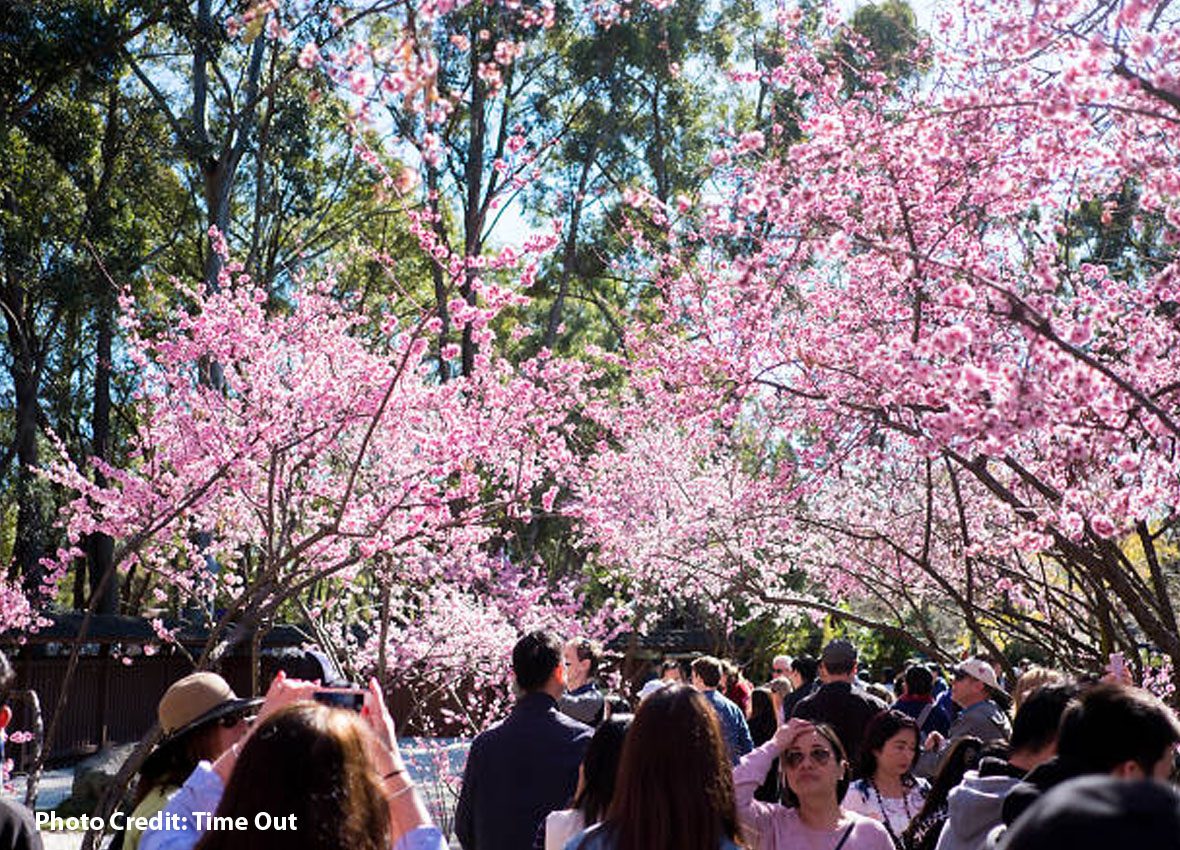 CHERRY BLOSSOM FESTIVAL