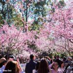 CHERRY BLOSSOM FESTIVAL