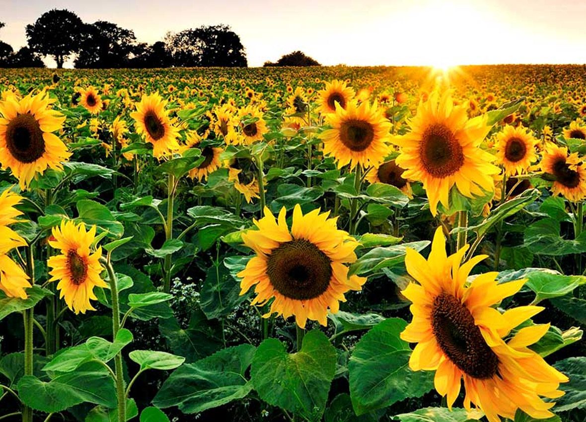 SUNFLOWER FARM