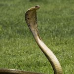 King Cobra