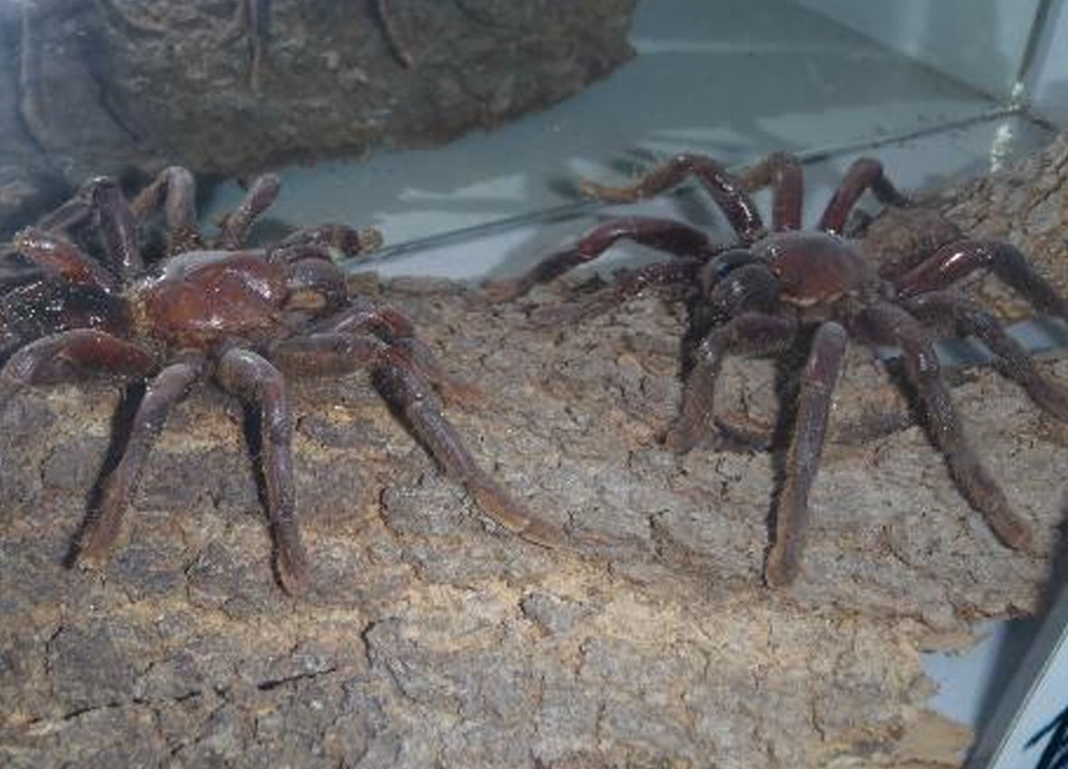 tarantula