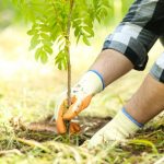 tree planting