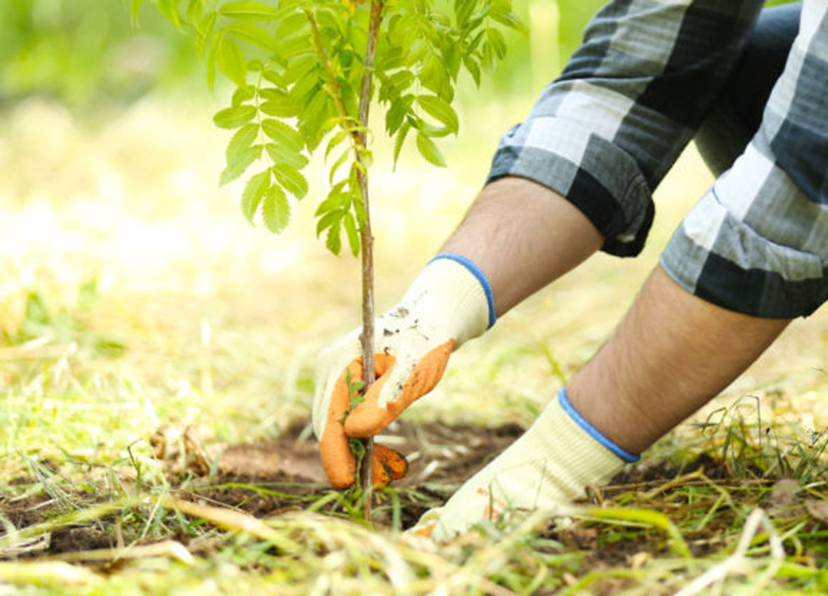 tree planting