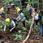 TREE PLANTING