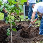 REFORESTATION